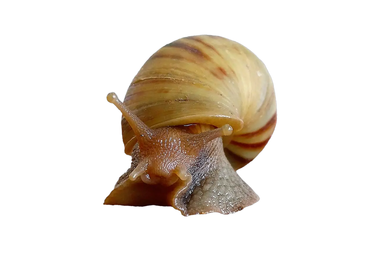  Snail Shell Molluscs Moluscos Png Snail Png