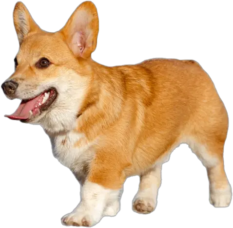  Corgi Transparent Png Transparent Pembroke Welsh Corgi Png Corgi Transparent