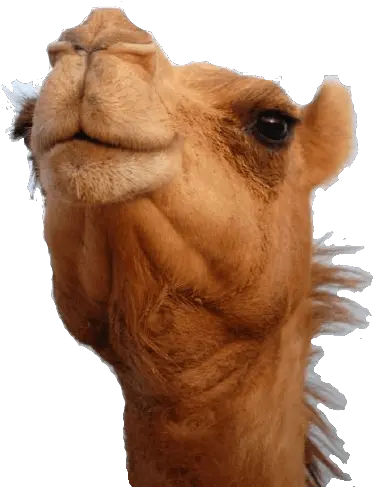  Camel Head Transparent Png Stickpng Animal Head Png