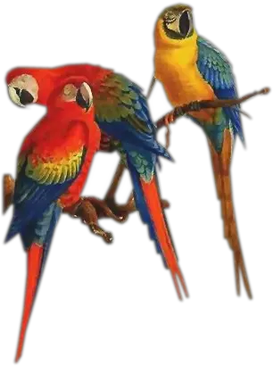  Download Free Png Parrots Passaros Png Parrot Png