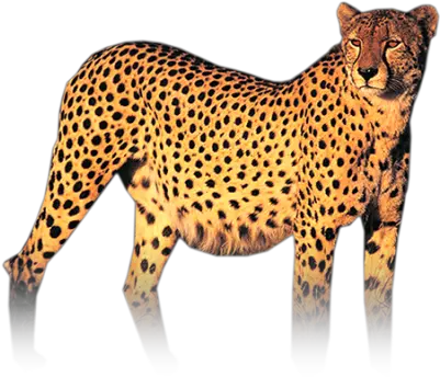  Download Free Png Chester Cheeta Africat Foundation Chester Cheetah Png