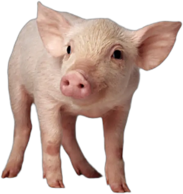  Pig Png Free Download 20 Pig Png Pig Png