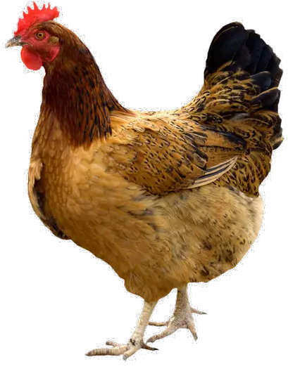  Hen Png Pic Giriraja Chicken Chicken Png