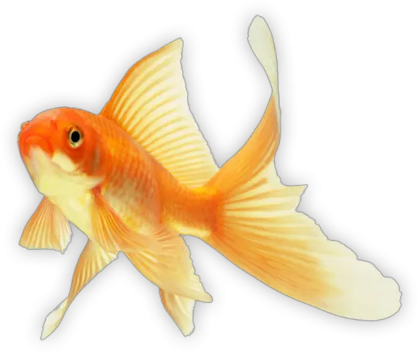  89 Goldfish Png Goldfish Transparent Background