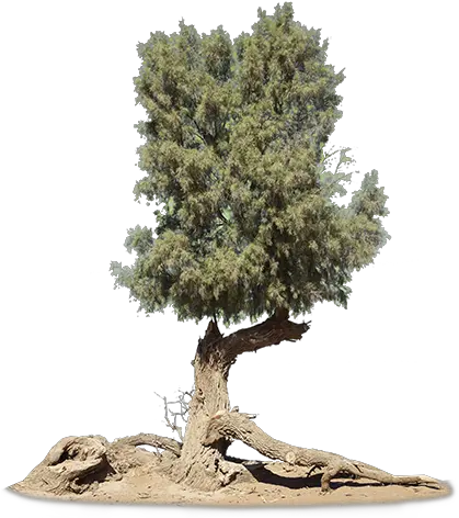  Index Of Tamarisk Png Big Tree Png