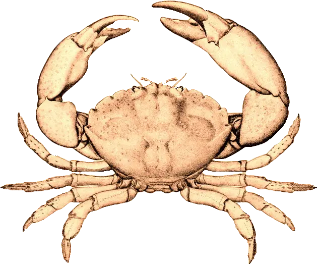  Florida Stonecrabmenippemercenaria Santa Monica Seafood Crab Vintage Illustration Png Crab Transparent