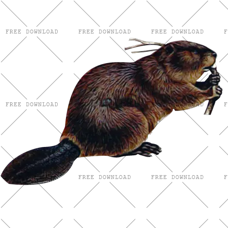  Png Image With Transparent Background Beaver Png Rat Transparent