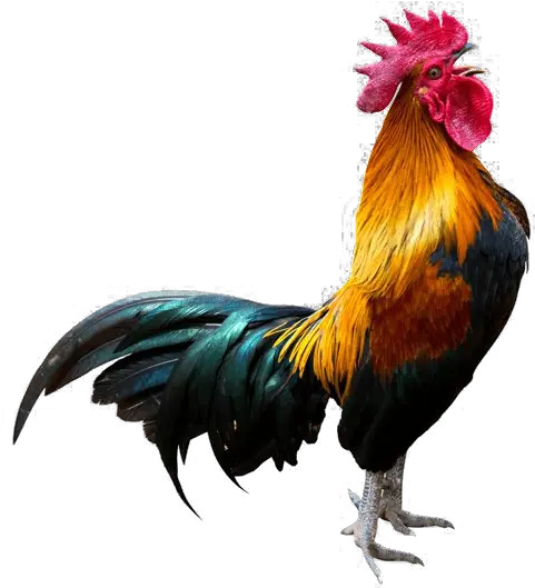  Rooster Transparent Background Png Rooster Crowing Rooster Png