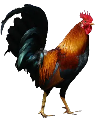  Cock Png Rooster