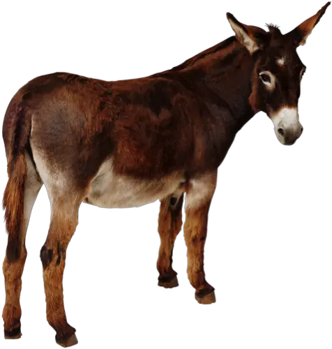  Jack Png Free Download Donkey Png Donkey Png