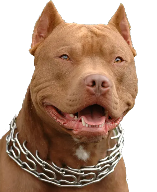  Hd Red Nose Pitbull Boy Transparent Png Bandana Pitbull Pitbull Png