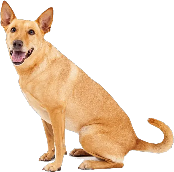  Download Dingo Sitting Png Image For Free Carolina Dog Dog Sitting Png