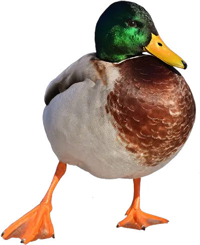  Duck Overlays Mallard Png Duck Png