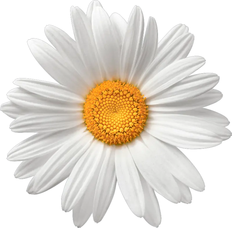  Chamomile Flower Background Png Image Daisy Flower Png Transparent Flower Background Png