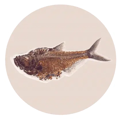  Living Fossil An Overview Types And Examples Of Living Fossils Fossil Of A Fish In Water Png Fish Fossil Icon