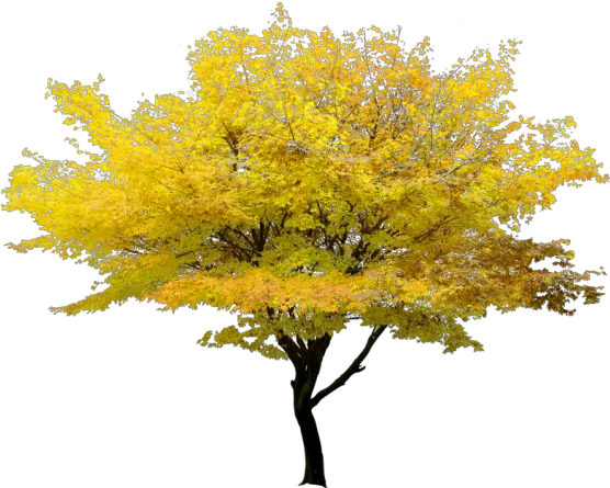  Twig Tree Maple Yellow Free Clipart Hd U2013 Png Images Transparent Background Maple Tree Png Twig Png