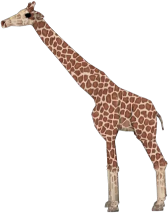  Giraffe Png Transparent Giraffe Giraffe Png