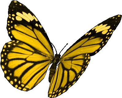  Borboletas Butterflies Gif Borboletas Butterflies Beautiful Discover U0026 Share Gifs Transparent Yellow Butterfly Gif Png Monarch Butterfly Icon