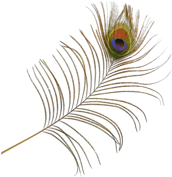  Peacock Feather Free Png Transparent Png Peacock Feathers Png