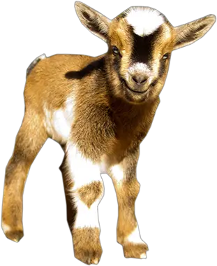  Nigerian Dwarf Goats Nigerian Dwarf Goat Png Goat Transparent Background