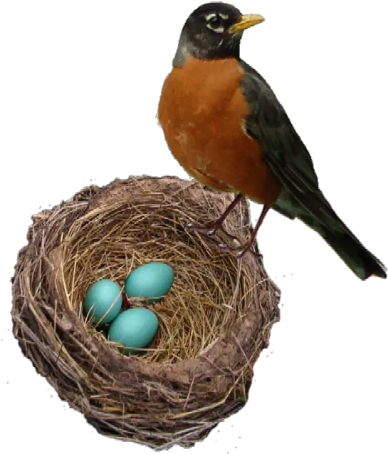  American Robin Png Transparent Picture Robin Bird And Eggs Robin Transparent