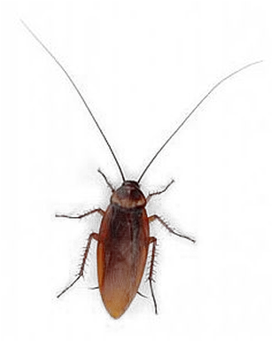  Cockroach Png Download Image Cockroach Cockroach Png