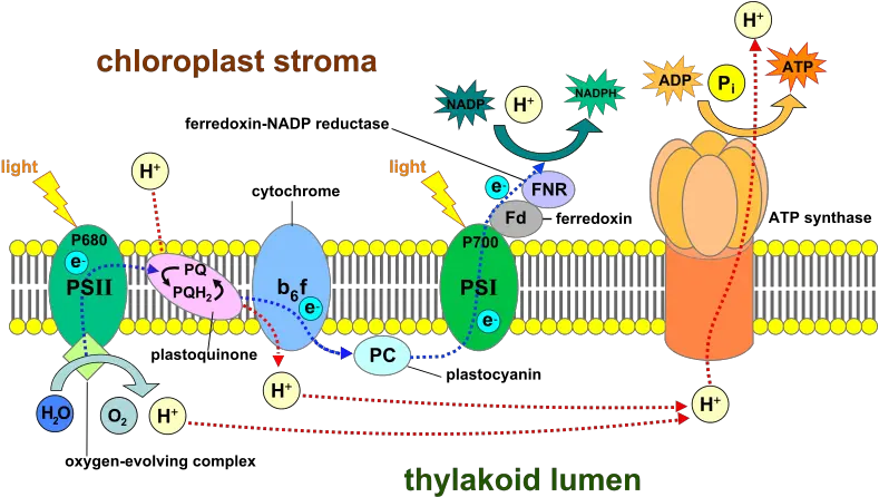  Difference Between Chloroplast And Mitochondria Structure Photosynthesis In Thylakoid Membrane Png Mitochondria Png