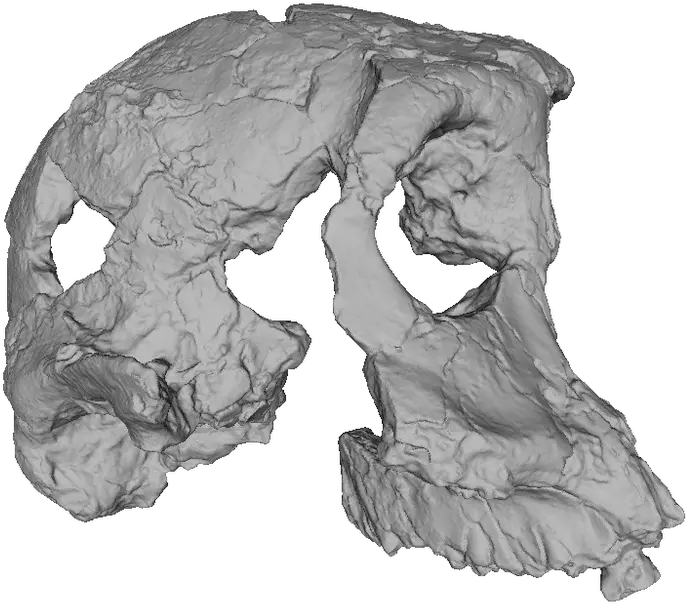  Africanfossils Sketch Png 3d Skull Png