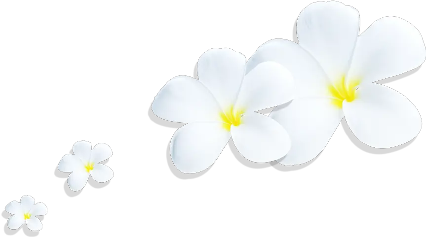  Download Plumeria Png Full Size Png Image Pngkit Lovely Plumeria Png