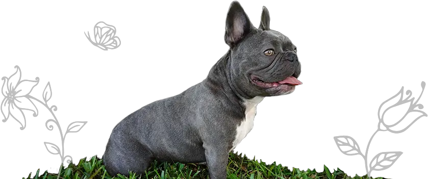  English U0026 French Bulldogs Our Bulldog Story Miniature English Bulldog Blue Png Bulldog Png