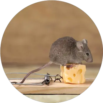  Rodents House Mice Png Mouse Rodent Icon