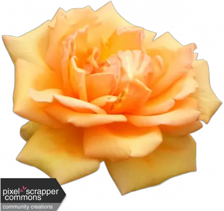  Peach Spring Rose Graphic By Nichole Kidd Pixel Scrapper Fresh Png Spring Flower Png