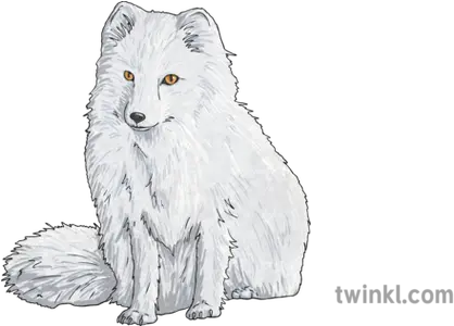  What Is An Arctic Fox Arctic Fox Twinkl Png Arctic Fox Icon