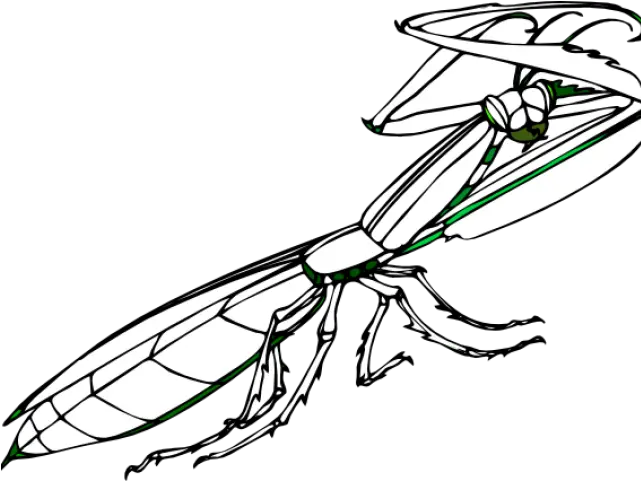  Praying Mantis Clipart Praying Mantis Clipart Png Praying Mantis Png