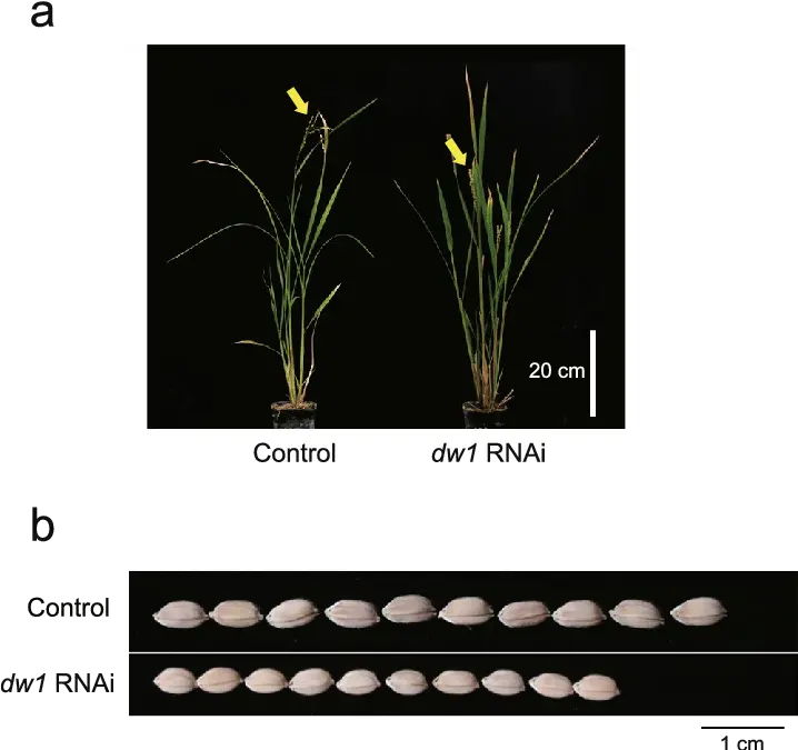  Phenotypes Of Os01g01390 And Os03g16400 Rice Rnai Plant Dw1 Snow Crocus Png Plant Vector Png