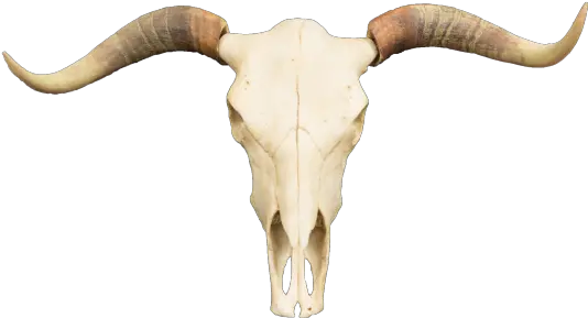  Hd Polyresin Steer Skull Skull Free 572151 Png Images Transparent Bull Skull Png Cow Transparent Background