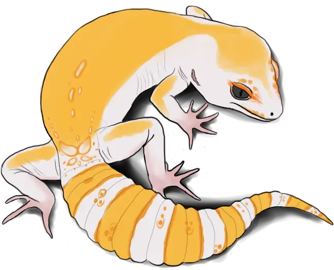  Leopard Gecko Vector Transparent Png Leopard Gecko Clip Art Leopard Gecko Png