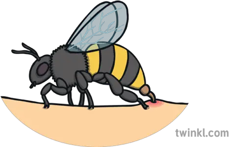  Bee Stinging Person Insect Sting Pain Venom Ks1 Illustration Küçük Rapçiler Png Sting Png