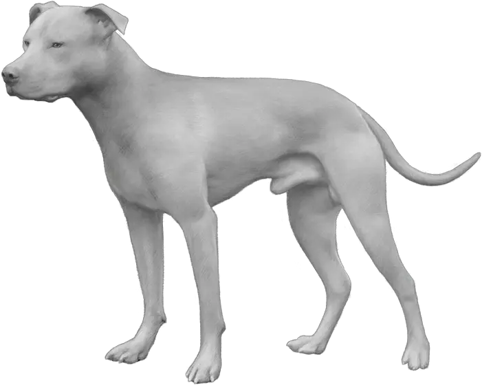  Dog Breed American Pit Bull Terrier Dog Breed Png Pit Bull Png