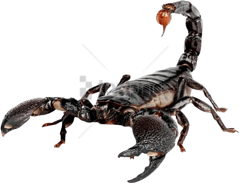  Free Png Scorpion Images Transparent Transparent Scorpion Transparent Mortal Kombat Scorpion Png