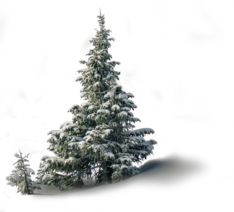  Tree1 1png U2013 Aireforce Inc Tropical And Subtropical Coniferous Forests Christmas Tree Branch Png