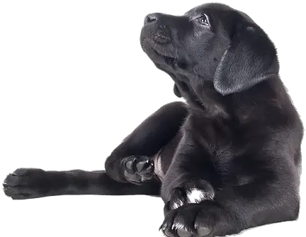  Littleacre Labradors Labrador Breeder Marshall Va Black Labrador Retriever Puppies Png Yellow Lab Icon Png