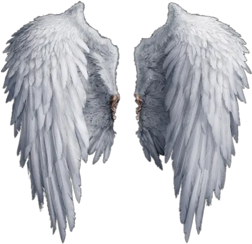  Download Wings Free Png Transparent Realistic Angel Wings Png Bird Wings Png