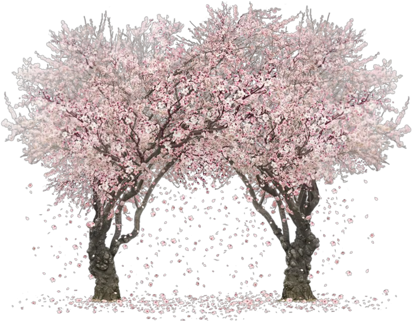  Sakura Tree Png Clipart Images Gallery Happy Kiss Day 2021 Sakura Tree Png