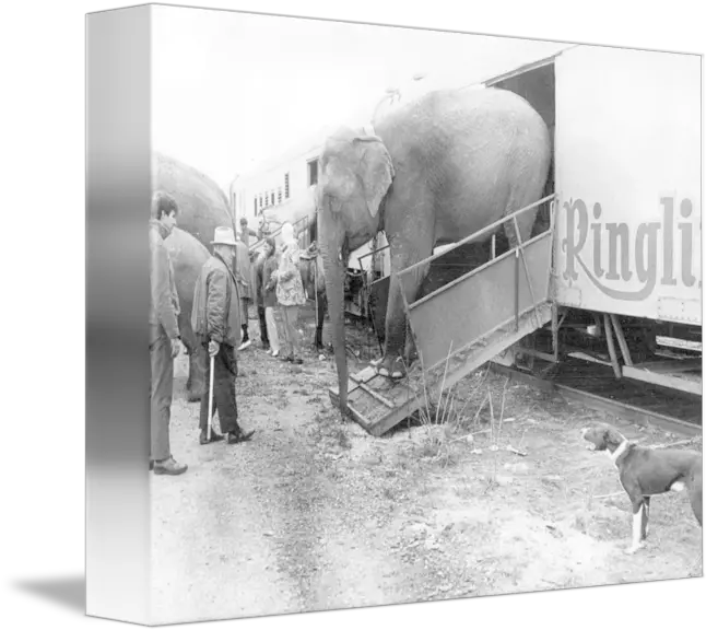  Vintage Circus Elephant Unloading By Retro Images Archive Indian Elephant Png Circus Elephant Png