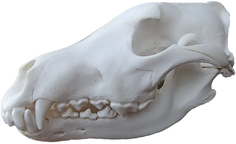  Wolf Skull Png Image With No Background Wolf Skull Png Real Wolf Skull Png