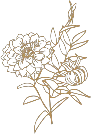  Alba Dahlia Floral Illustration Png Floral Design Png