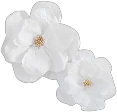  Jumbo Crepe White Paper Flowers Set Of White Crepe Paper Flower Png Paper Flower Png