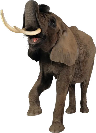  Download Elephant Free Png Transparent Image And Clipart Elephant Png Elephant Transparent Background