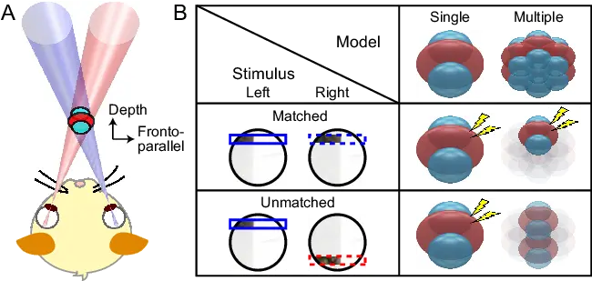  Binocular Rfs Are Inherently 3d Receptive Fields Of Single Neurones In The Striate Cortex Png Triggered Eyes Png